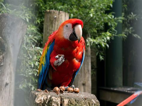 Amazon Rainforest Birds to Photograph - Journey Machu Picchu