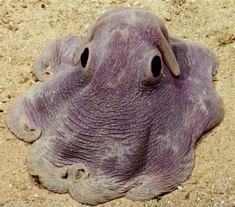 14 Dumbo Octopus Facts - Fact Animal