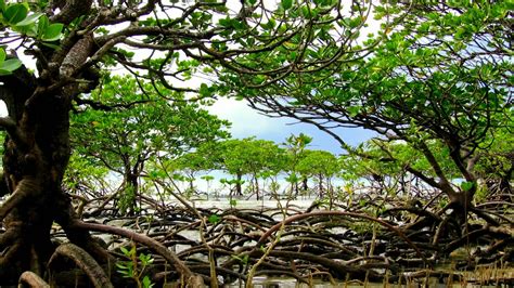 Mangrove Crabs: Types, main characteristics and importance