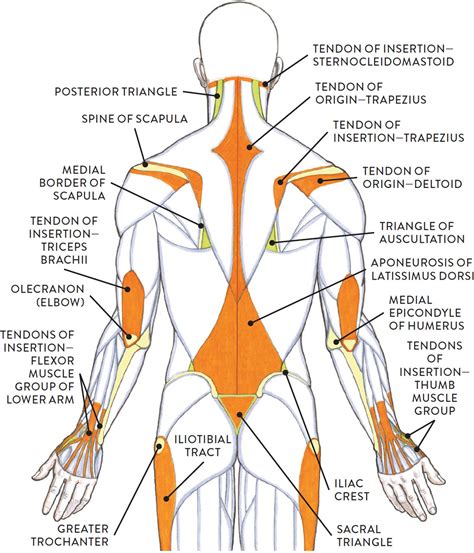 Muscle and Tendon Characteristics - Classic Human Anatomy in Motion ...