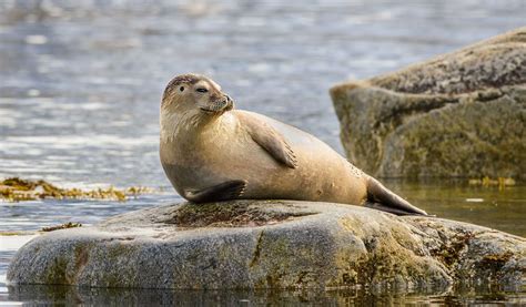 Seals - Facts, Life Span, Diet & Habitat Information