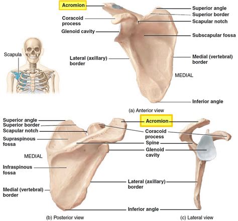 Acromion Process Fracture