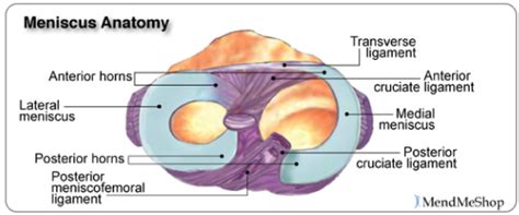 Medial Meniscus Anatomy