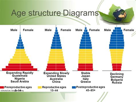 Age Structure Diagram Worksheet - Printable Word Searches