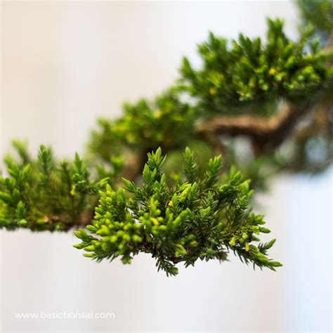 Pruning Juniper Bonsai for Beginners - Basic Bonsai