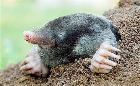 The Best Picture Of A Mole Animal Ideas