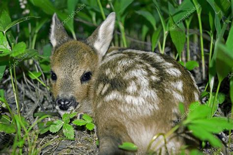 Roe Deer fawn Stock Photo by ©kjorgen 1170438