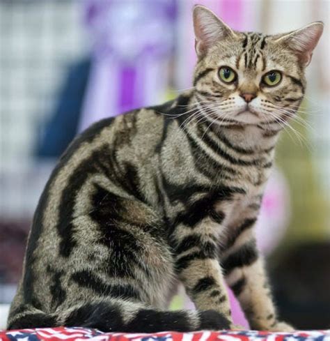 What Breed Is A Mackerel Tabby Cat? - DeKookGuide