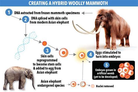 Woolly mammoths could be about to rise from the dead thanks to Harvard ...