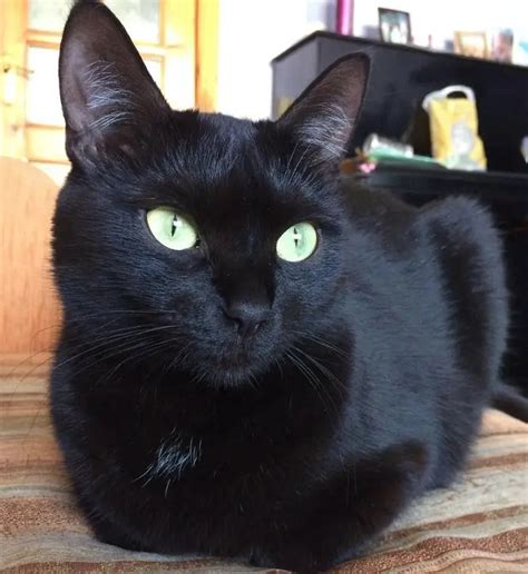 65 Names for Black Cats with Green Eyes - The Paws