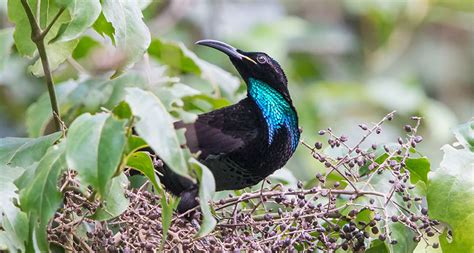 Why some birds of paradise have ultrablack feathers