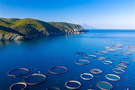 Can fish farming really be sustainable?