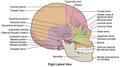 10.3: The Skull - Biology LibreTexts