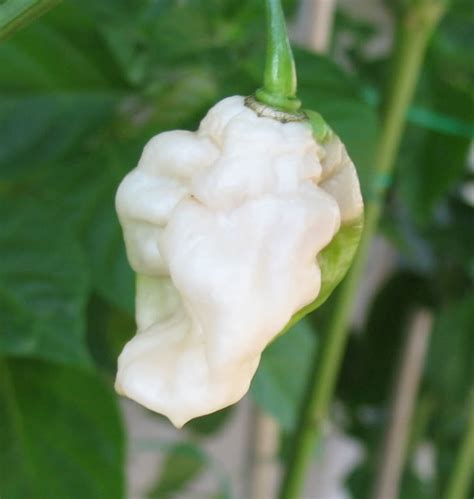 White Bhut Jolokia Pepper plant (White Ghost Pepper)