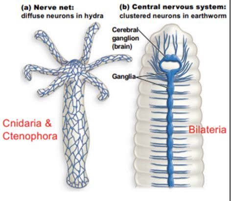 Unit III - Bilateria Flashcards | Quizlet