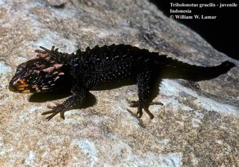 Tribolonotus gracilis | The Reptile Database