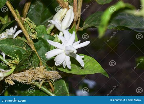 A Beautiful Mogara, Arabian Jasmine Flower Stock Photo - Image of ...