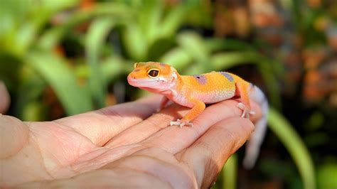 Baby Leopard Gecko Care: The Ultimate Beginner’s Guide