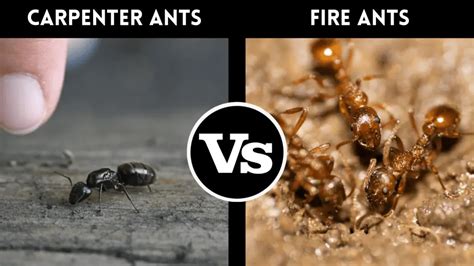 Red Ants vs. Fire Ants: How To Tell the Difference? – pestinformer.com