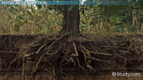 Taproot: Definition & Examples - Video & Lesson Transcript | Study.com