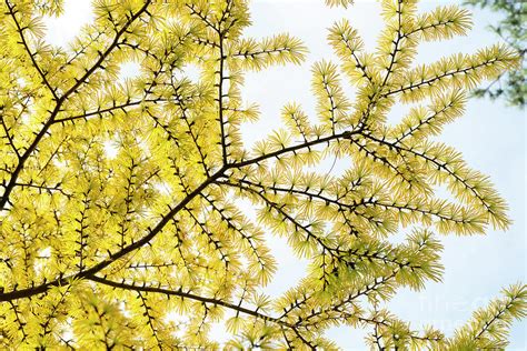 Chinese Golden Larch Pattern Photograph by Tim Gainey - Fine Art America