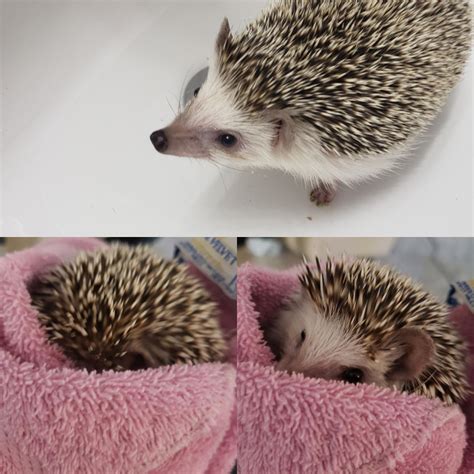 Bath time moods : r/Hedgehog