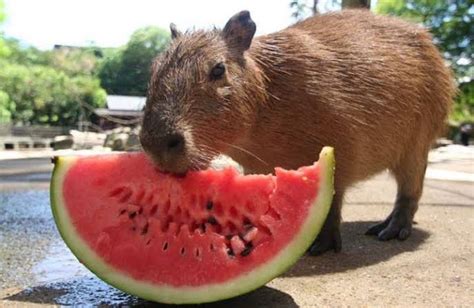 What Do Capybaras Eat? (Top 20 Foods Capybaras Eat)