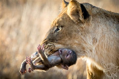 Baby Baboon Begs To Be Spared Before Being Killed By 300lb Lioness ...