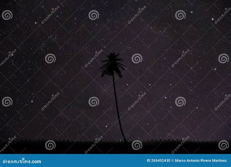 Silhouette of a Palm Tree on the Beach Stock Photo - Image of leaf ...