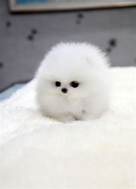 TEACUP PUPPY: ★Teacup puppy for sale★ White teacup pomeranian Addel :)