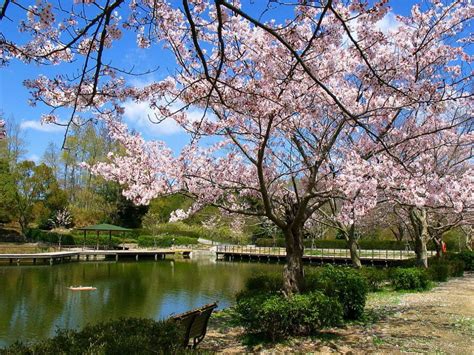 Gambar Taman Bunga Sakura Yang Indah Pernik Dunia Foto - Cherry Blossom ...