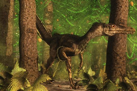 New Fossil Reveals Velociraptor Sported Feathers | Scientific American