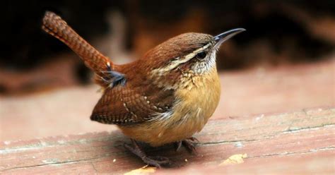 #bioPGH Blog: Carolina Wrens | Phipps Conservatory and Botanical ...