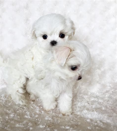 Micro Teacup Maltese Puppy - xxs perfect! Billy :) | iHeartTeacups