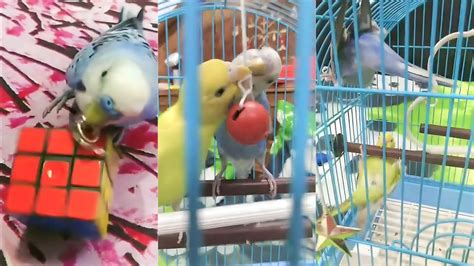 Top 10 budgies videos || Budgies funny videos || 😂😁 - YouTube