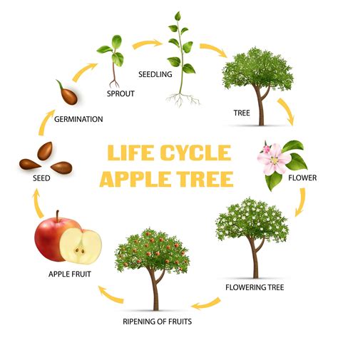 Tree Life Cycle