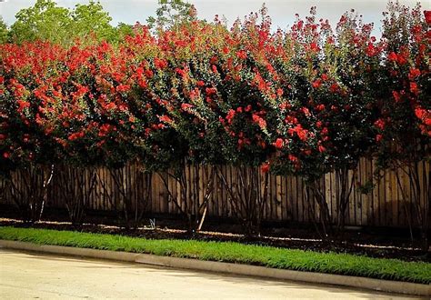 Crape Myrtle Varieties and Guide | The Tree Center™