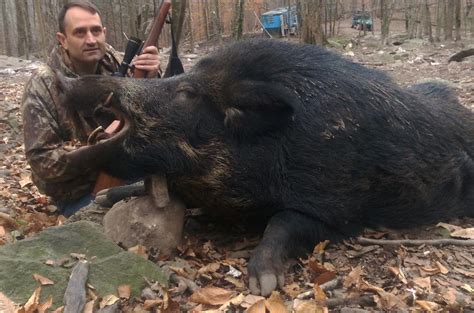 Russian boar hunting - Pennsylvania Hunting Ranch