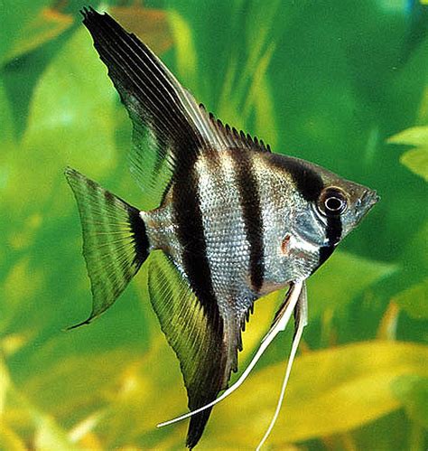 Silver Zebra Angelfish (Pterophyllum scalare) | Tropical Fish Keeping