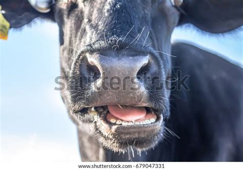 3,779 Cow Teeth Images, Stock Photos & Vectors | Shutterstock