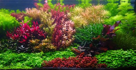 17 Beautiful Red Aquarium Plants for Every Home Tank