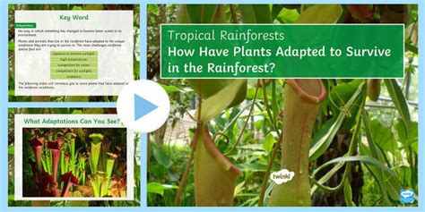 Plant Adaptations in the Rainforest | KS3 | Beyond Secondary