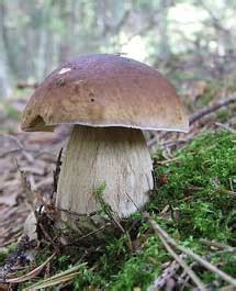 Porcini Mushrooms: Facts and Gourmet Uses - Mushroom Appreciation