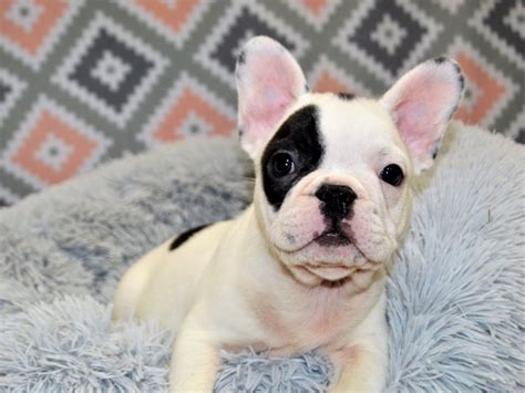 French Bulldog-DOG-Male-Black and White Piebald-3144175-Petland Dunwoody