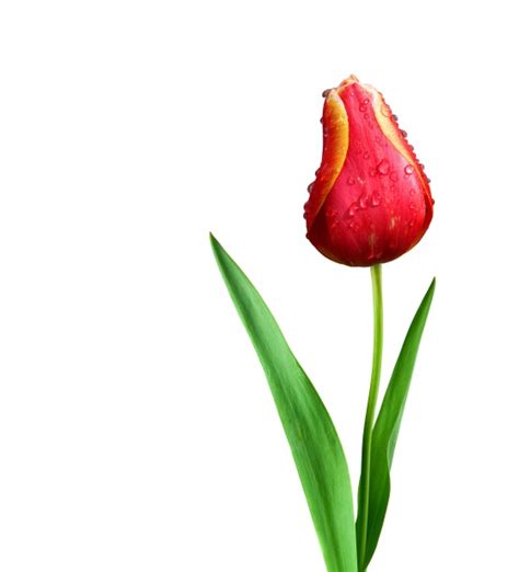 Tulip Isolated Free Stock Photo - Public Domain Pictures