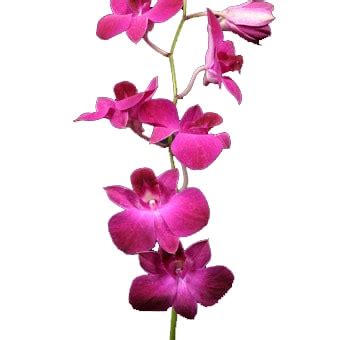 Buy Bulk Hot Pink Dendrobium Orchids At Wholesale Prices