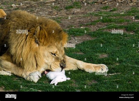 African lion eating rabbit Stock Photo - Alamy