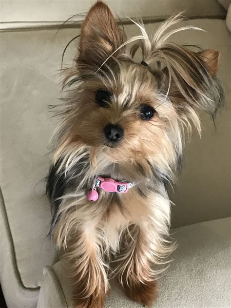 Pin on Adorable Yorkies