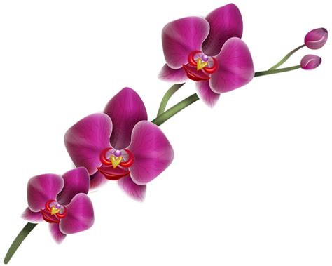 Purple Orchid Clipart PNG Image | Orchid flower, Orchids, Purple orchids