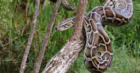 Burmese Python - A-Z Animals